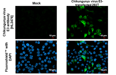 Anti-Chikungunya virus E3 antibody [HL2476] used in Immunocytochemistry/ Immunofluorescence (ICC/IF). GTX638825